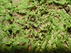 Stephanopis carcinoides