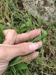 Eragrostis tenuifolia