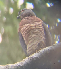 Harpagus bidentatus