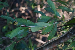 Morinda royoc