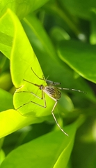 Aedes vittiger