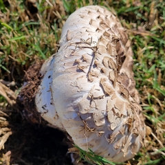 Agaricus bernardii