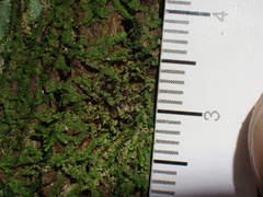 Stephanopis carcinoides