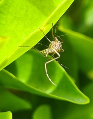 Aedes vittiger