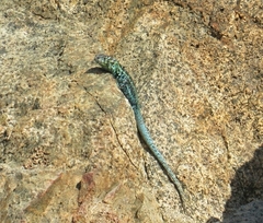 Liolaemus zapallarensis