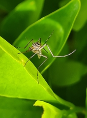 Aedes vittiger