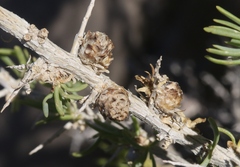 Halodiplosis sarcobati