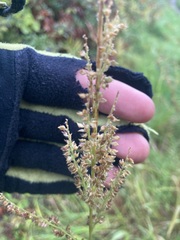 Sporobolus michauxianus