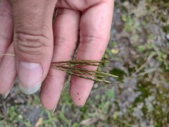 Bothriochloa pertusa