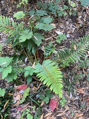 Polystichum