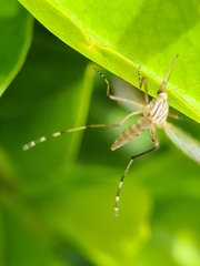 Aedes vittiger