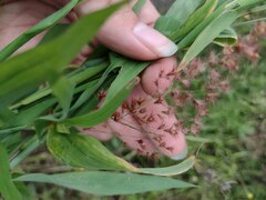 Melinis repens