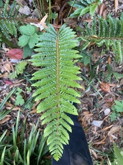 Polystichum
