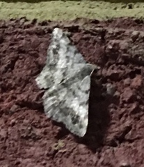 Digrammia ocellinata