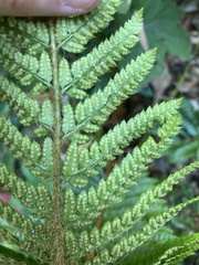 Polystichum