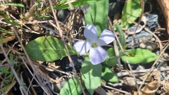 Brunoniella