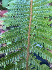 Polystichum