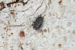 Chilocorus stigma