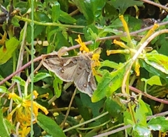 Anagrapha falcifera