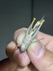 Rhammatocerus viatorius