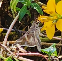 Anagrapha falcifera