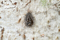 Chilocorus stigma