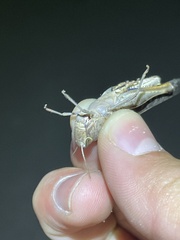 Rhammatocerus viatorius