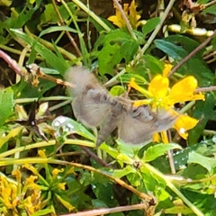 Anagrapha falcifera