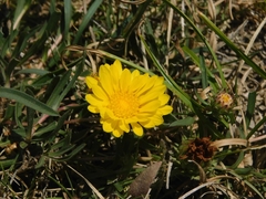 Grindelia scorzonerifolia