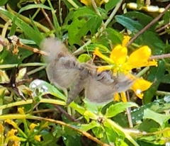Anagrapha falcifera