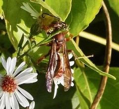 Polistes rubiginosus