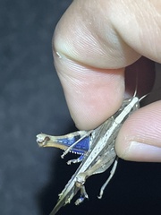 Rhammatocerus viatorius