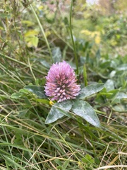 Trifolium pratense