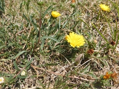 Grindelia scorzonerifolia