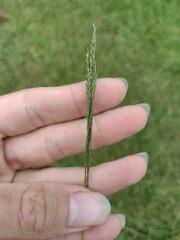 Digitaria velutina