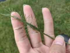 Eragrostis tenuifolia