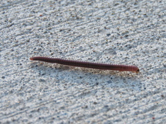 Parajulinae