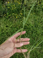 Cenchrus clandestinus