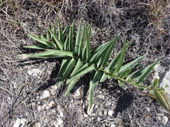 Asclepias asperula