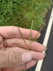 Bothriochloa pertusa