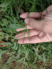 Urochloa plantaginea