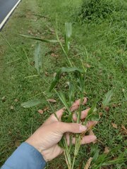 Urochloa plantaginea