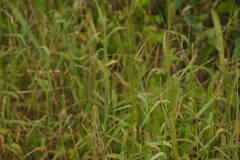 Digitaria velutina