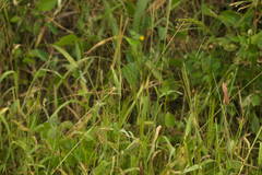 Digitaria velutina