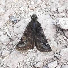 Erynnis tristis tatius