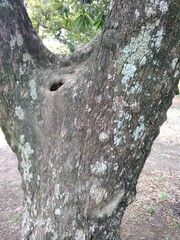 Pouteria gardneriana