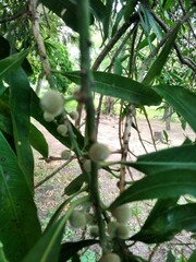 Pouteria gardneriana