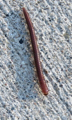 Parajulinae