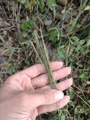 Digitaria velutina