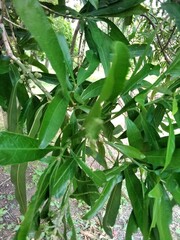 Pouteria gardneriana